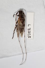  EDRR7  Acanthocinus obsoletus  voucher
